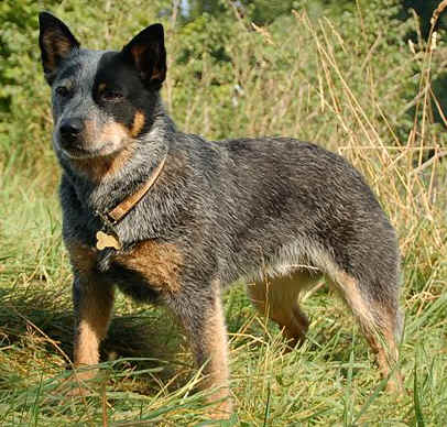 Australian Cattle Dog - Dog Breed photo 