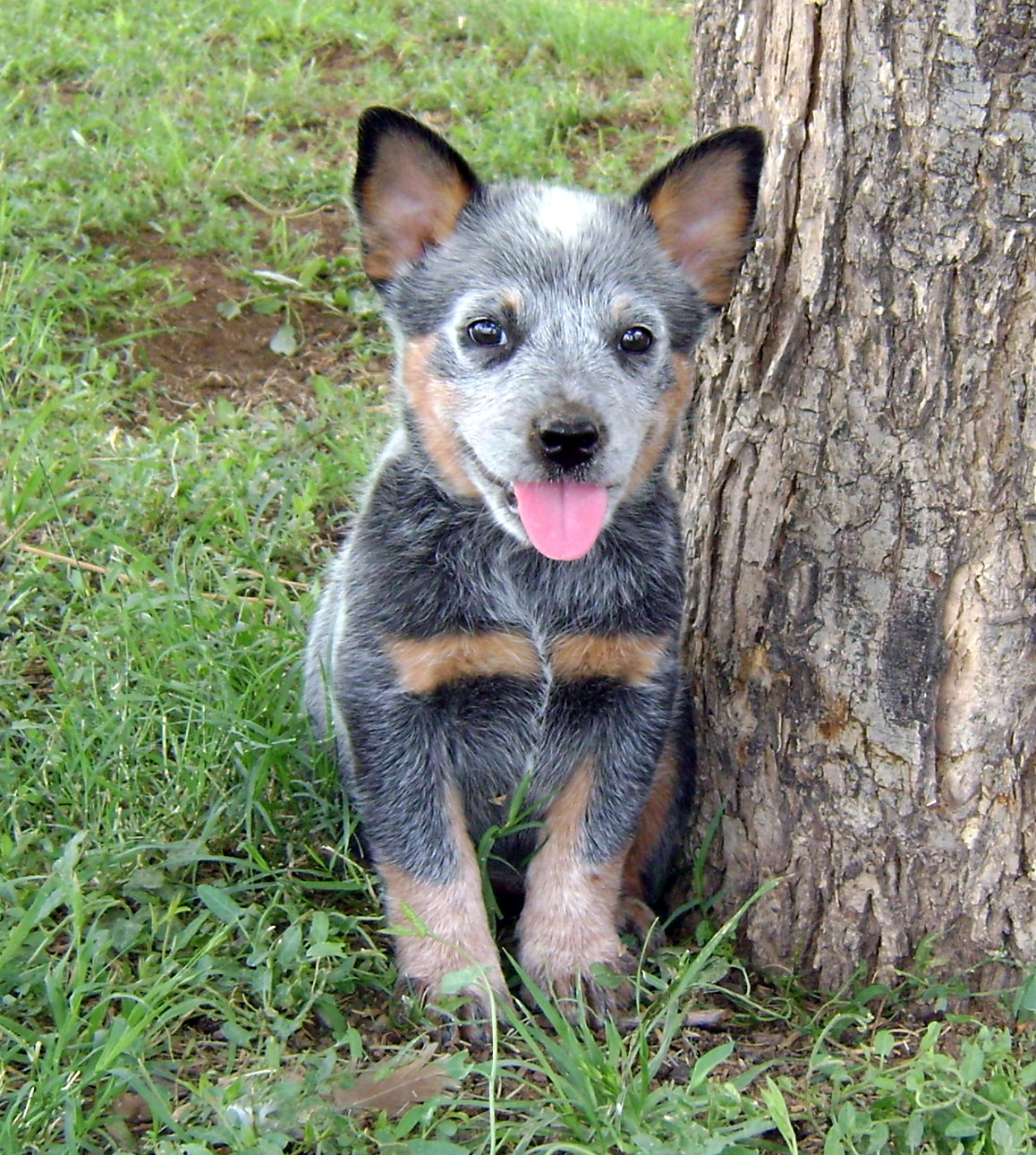 Australian Cattle Dog - Dog Breed wallpaper