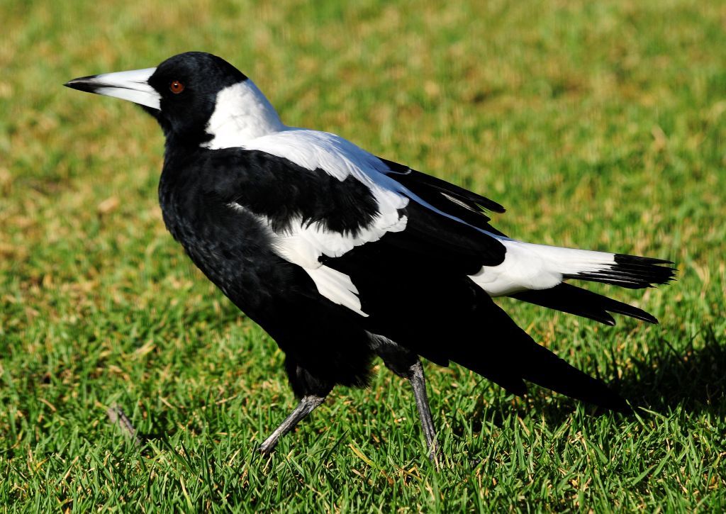 Australian magpie