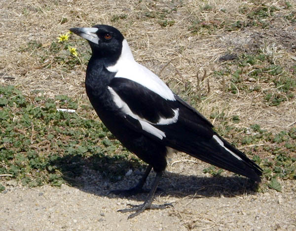 Pretty Australian magpie