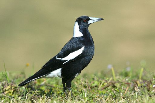 Pretty Australian magpie