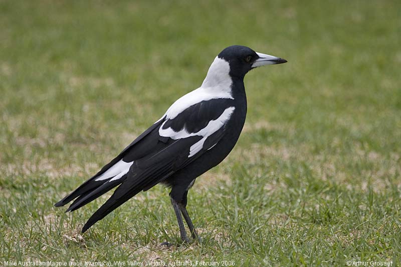 Pretty Australian magpie