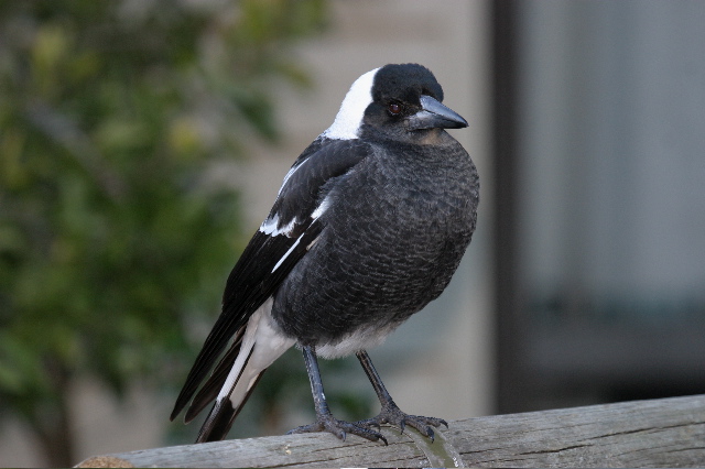 Pretty Australian magpie