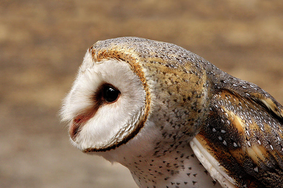 Australian masked owl