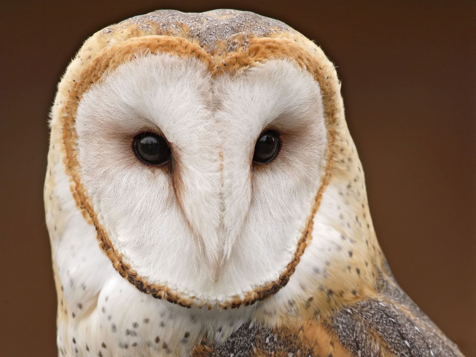 Pretty Australian masked owl