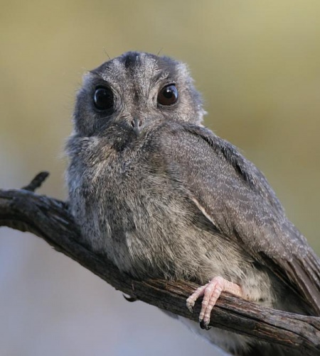 Pretty Australian owlet-nightjar