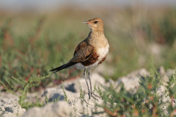 Australian pratincole