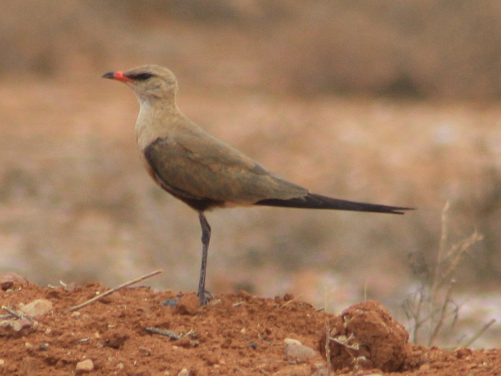 Pretty Australian pratincole