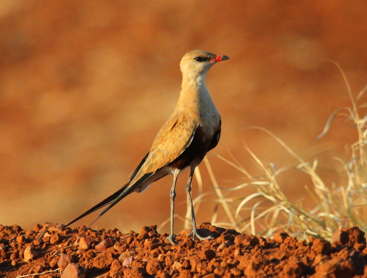 Pretty Australian pratincole