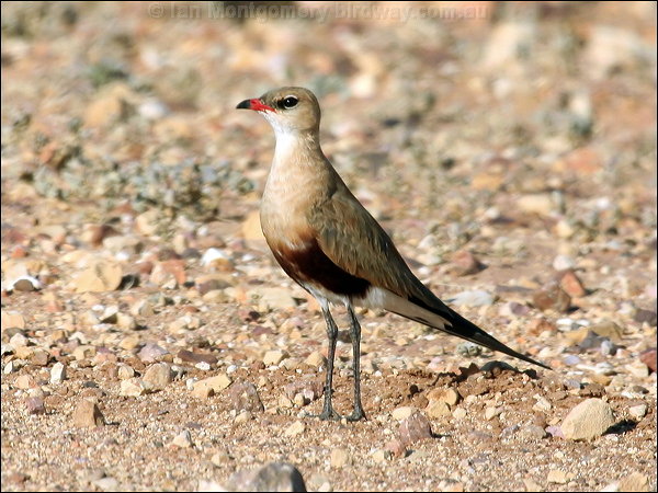 Pretty Australian pratincole