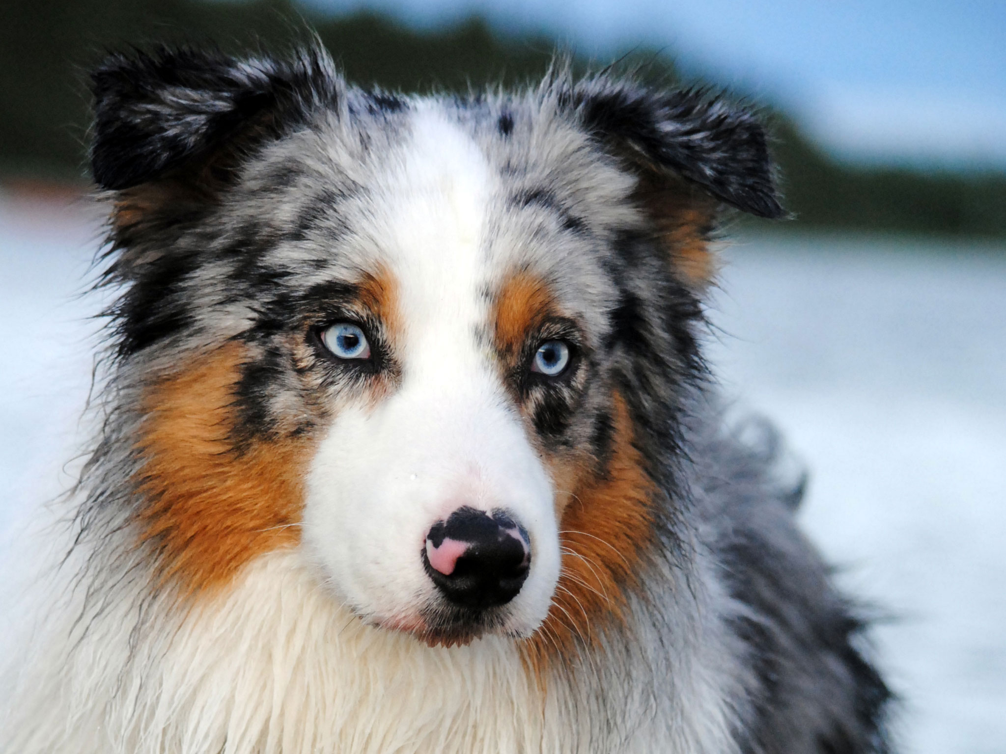 Australian Shepherd - Dog Breed
