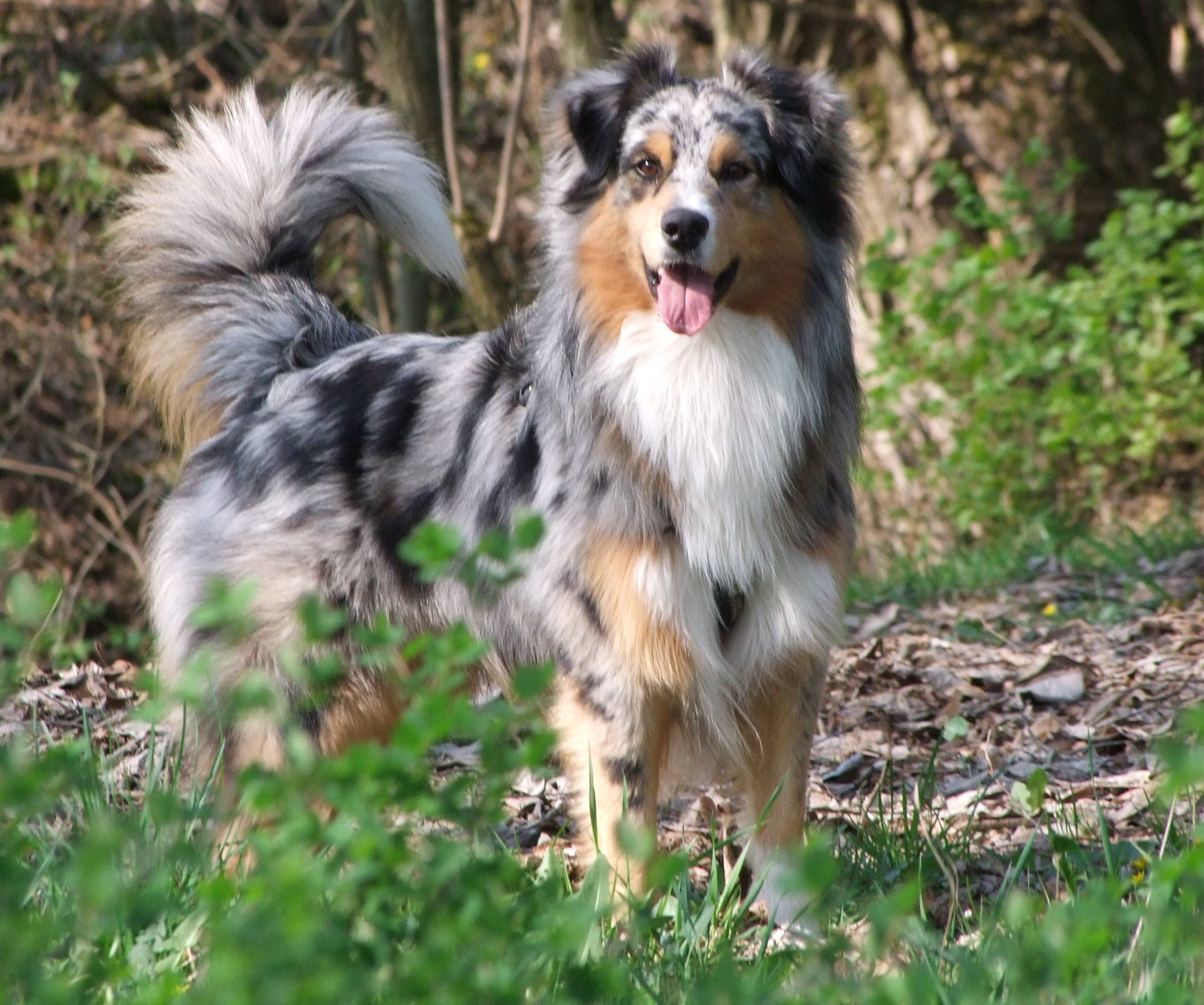 Nice Australian Shepherd - Dog Breed