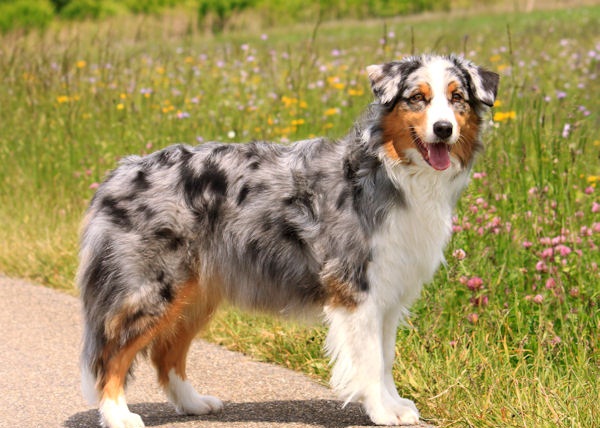 Cool Australian Shepherd - Dog Breed
