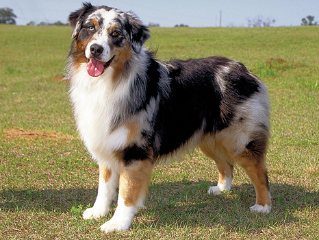 Pretty Australian Shepherd - Dog Breed