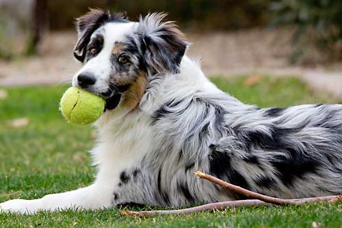 Cute Australian Shepherd - Dog Breed