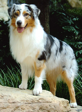 Wallpaper Australian Shepherd - Dog Breed