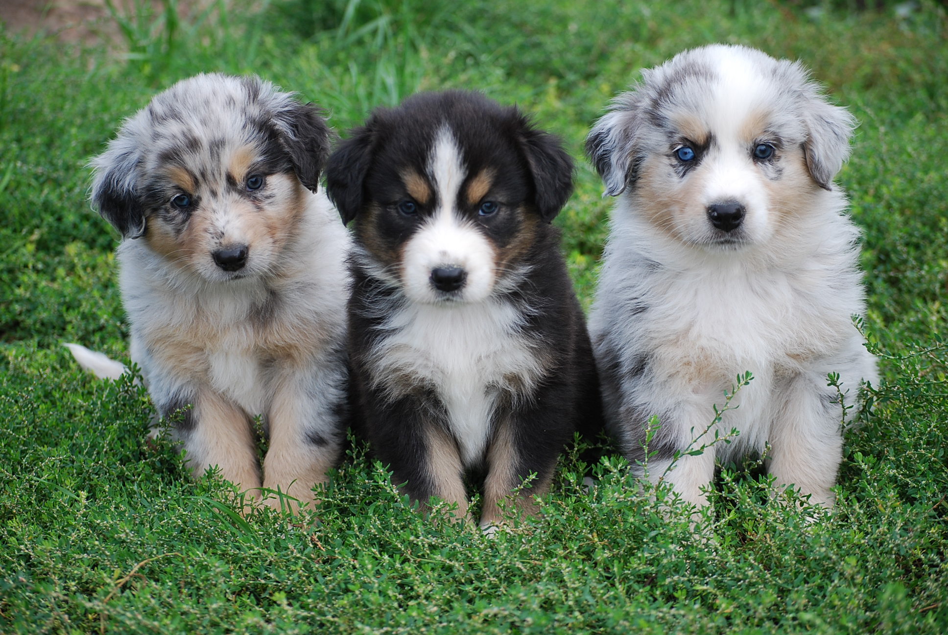 Photo Australian Shepherd - Dog Breed