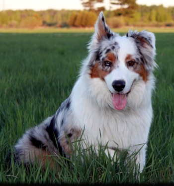 Australian Shepherd - Dog Breed photo 