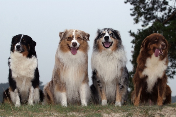 Australian Shepherd - Dog Breed wallpaper