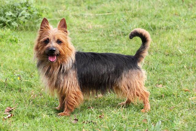 Cool Australian Terrier - Dog Breed