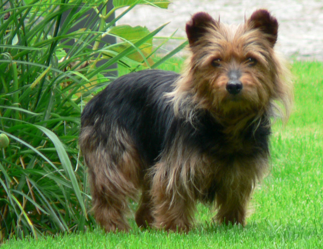 Pretty Australian Terrier - Dog Breed