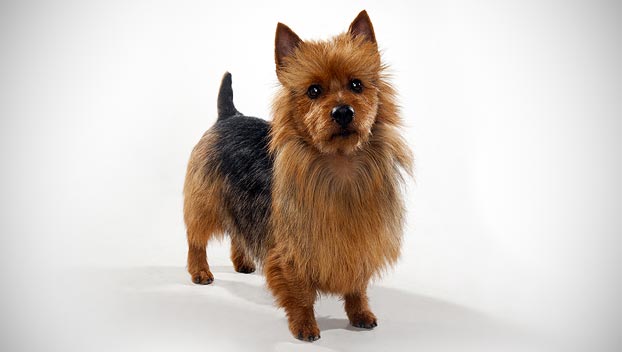 Cute Australian Terrier - Dog Breed