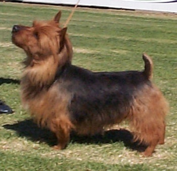 Wallpaper Australian Terrier - Dog Breed