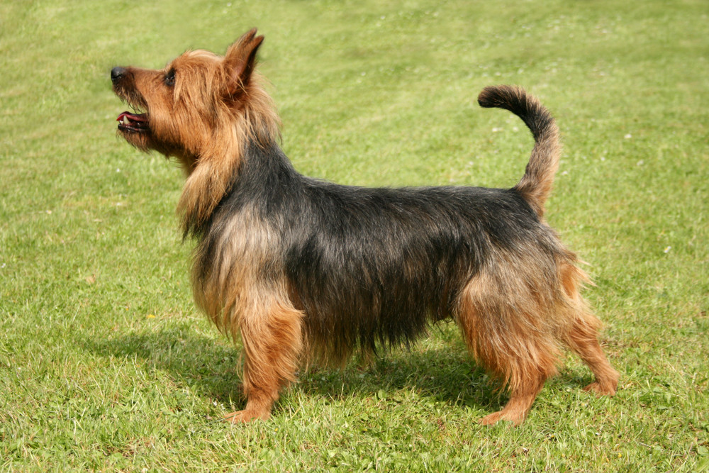 Photo Australian Terrier - Dog Breed