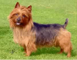 Australian Terrier - Dog Breed photo 