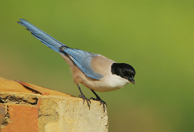 Azure-winged magpie