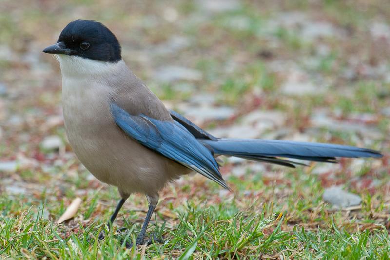 Pretty Azure-winged magpie