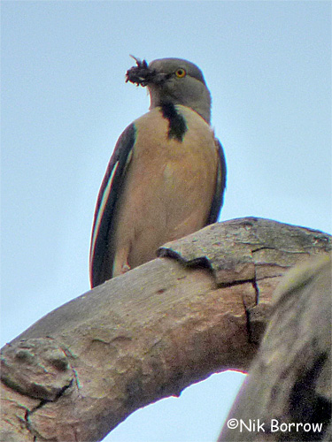 Babbling starling