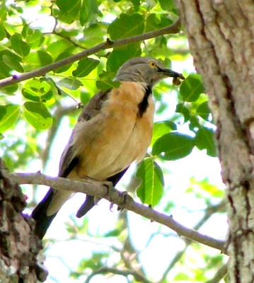 Pretty Babbling starling