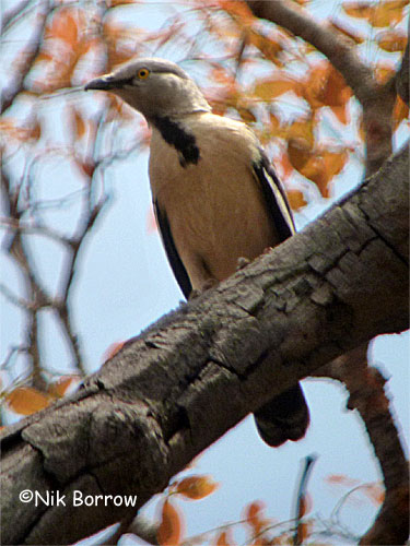 Pretty Babbling starling