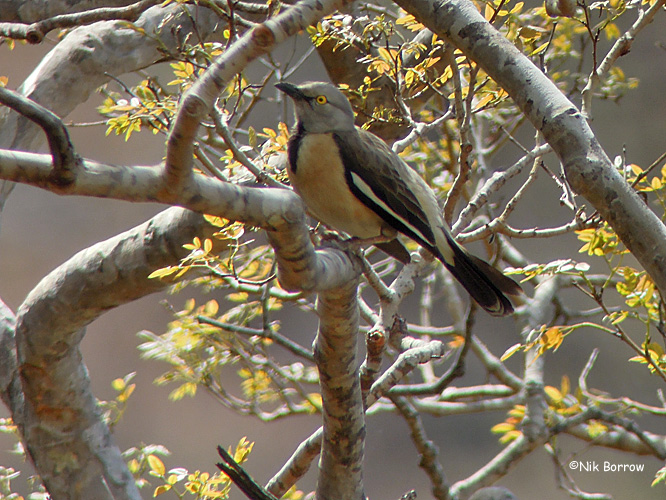 Pretty Babbling starling
