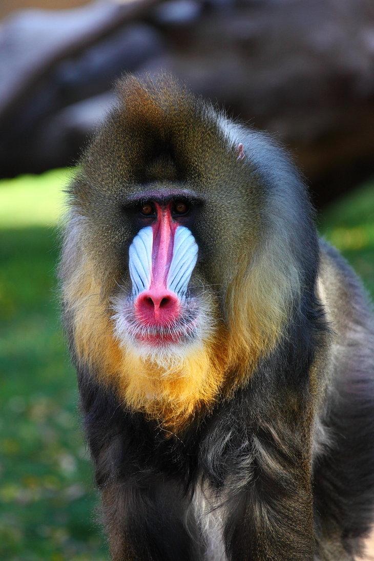 Baboon