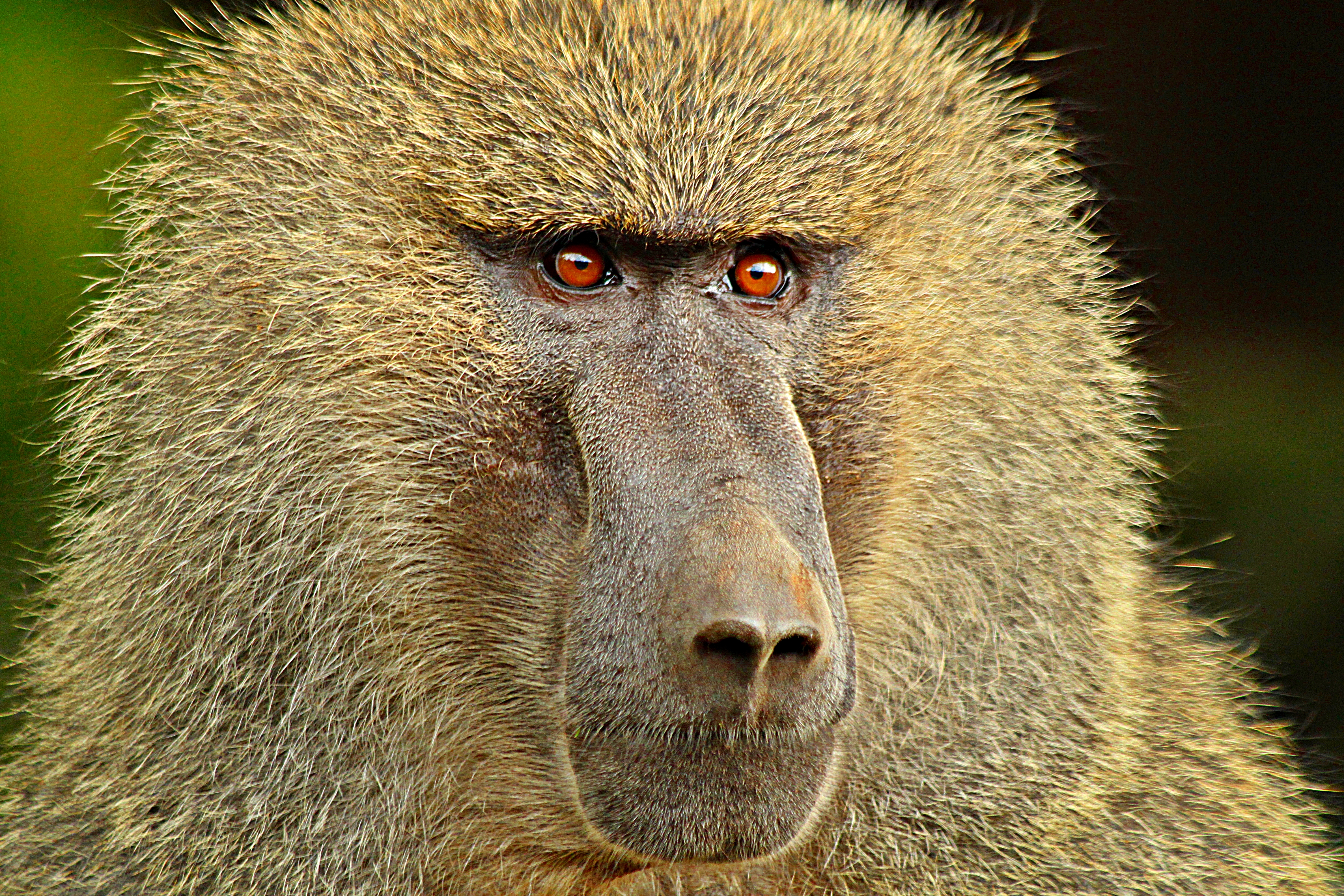 Nice Baboon