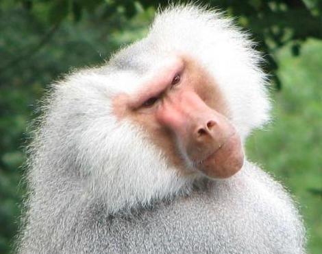 Pretty Baboon