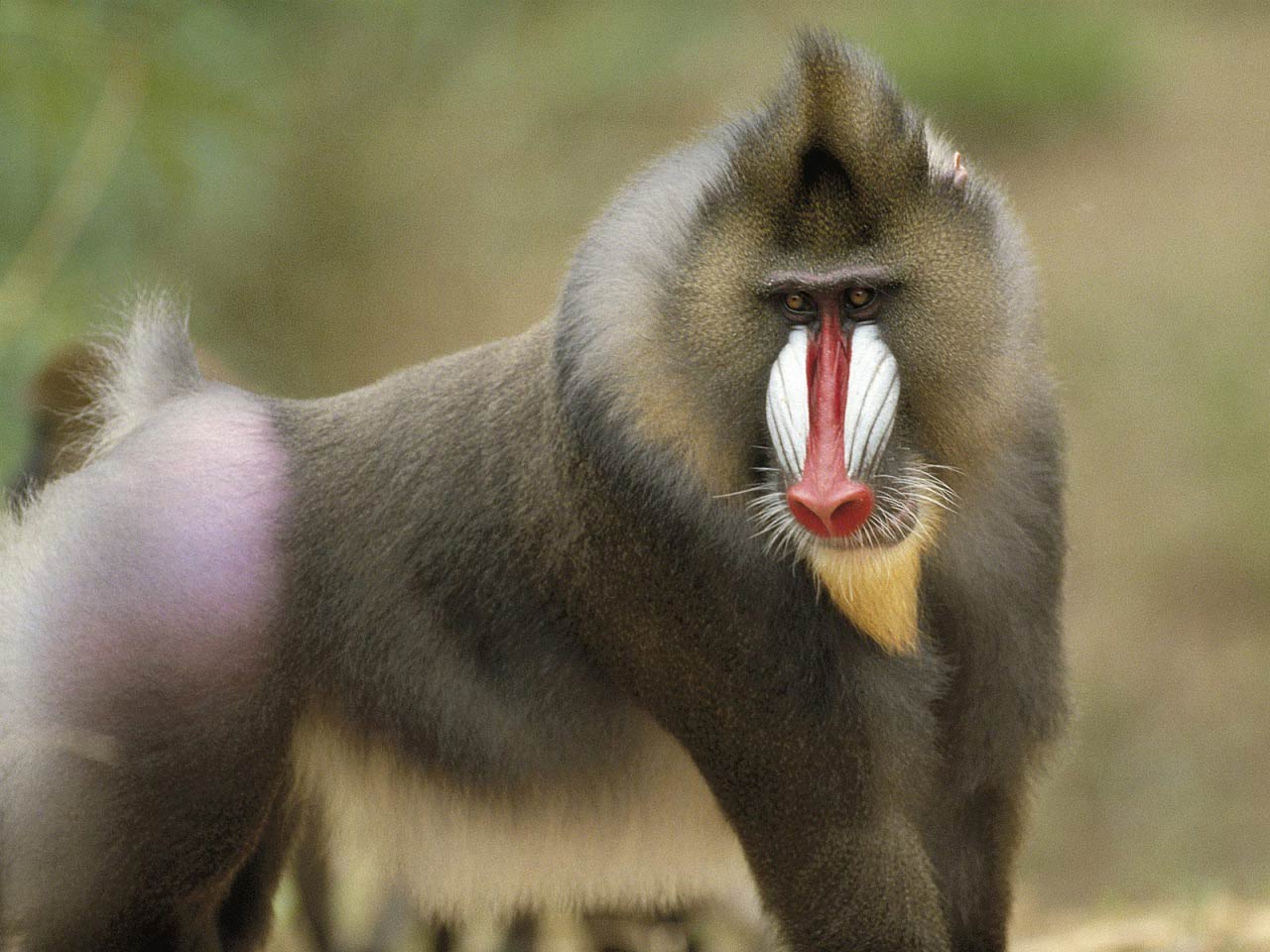 Cute Baboon