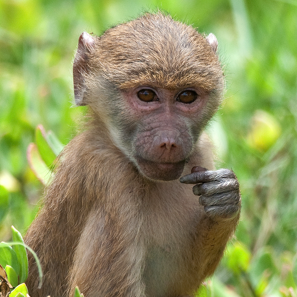 Photo Baboon