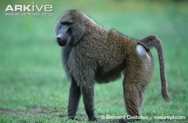 Baboon photo 