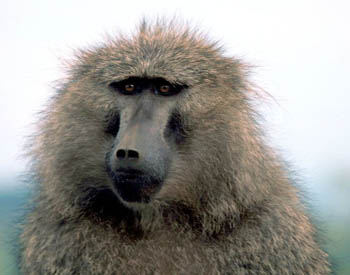 Baboon wallpaper