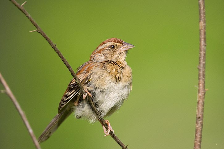 Pretty Bachman’s sparrow