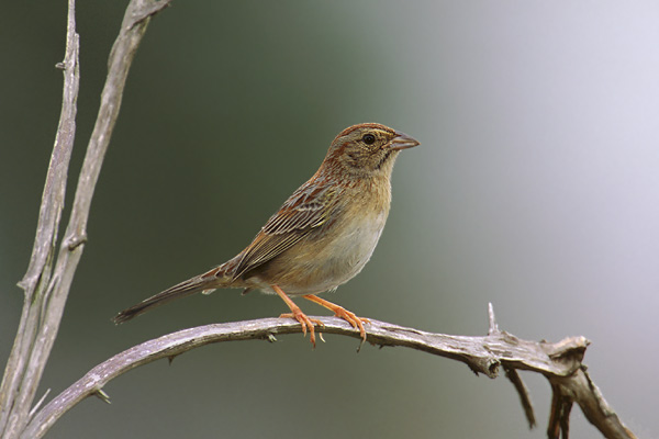 Pretty Bachman’s sparrow