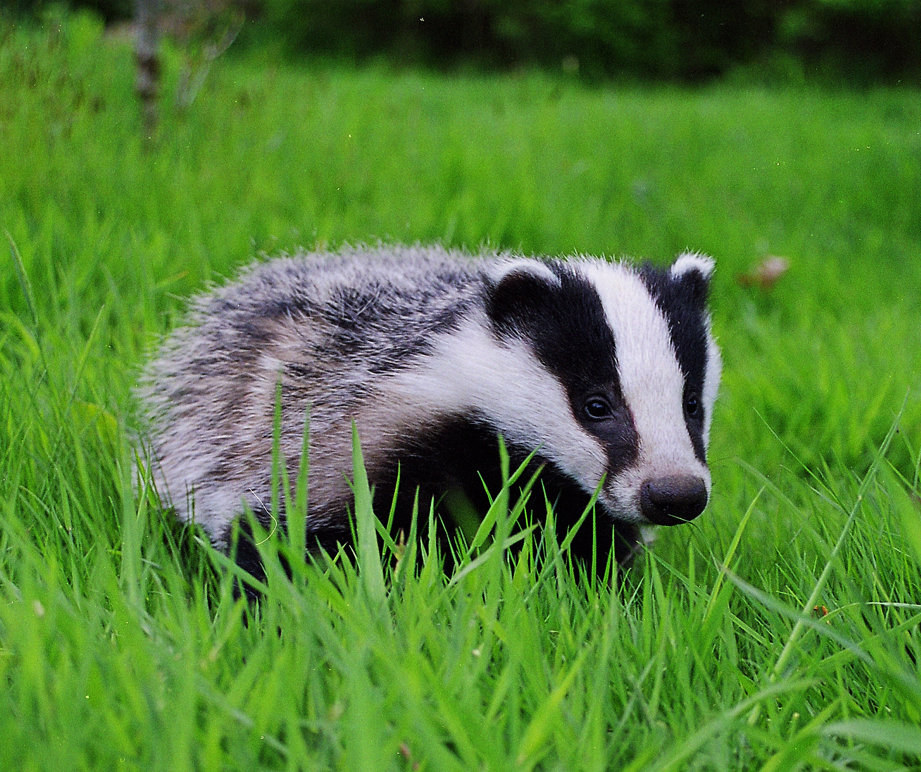 Nice Badger