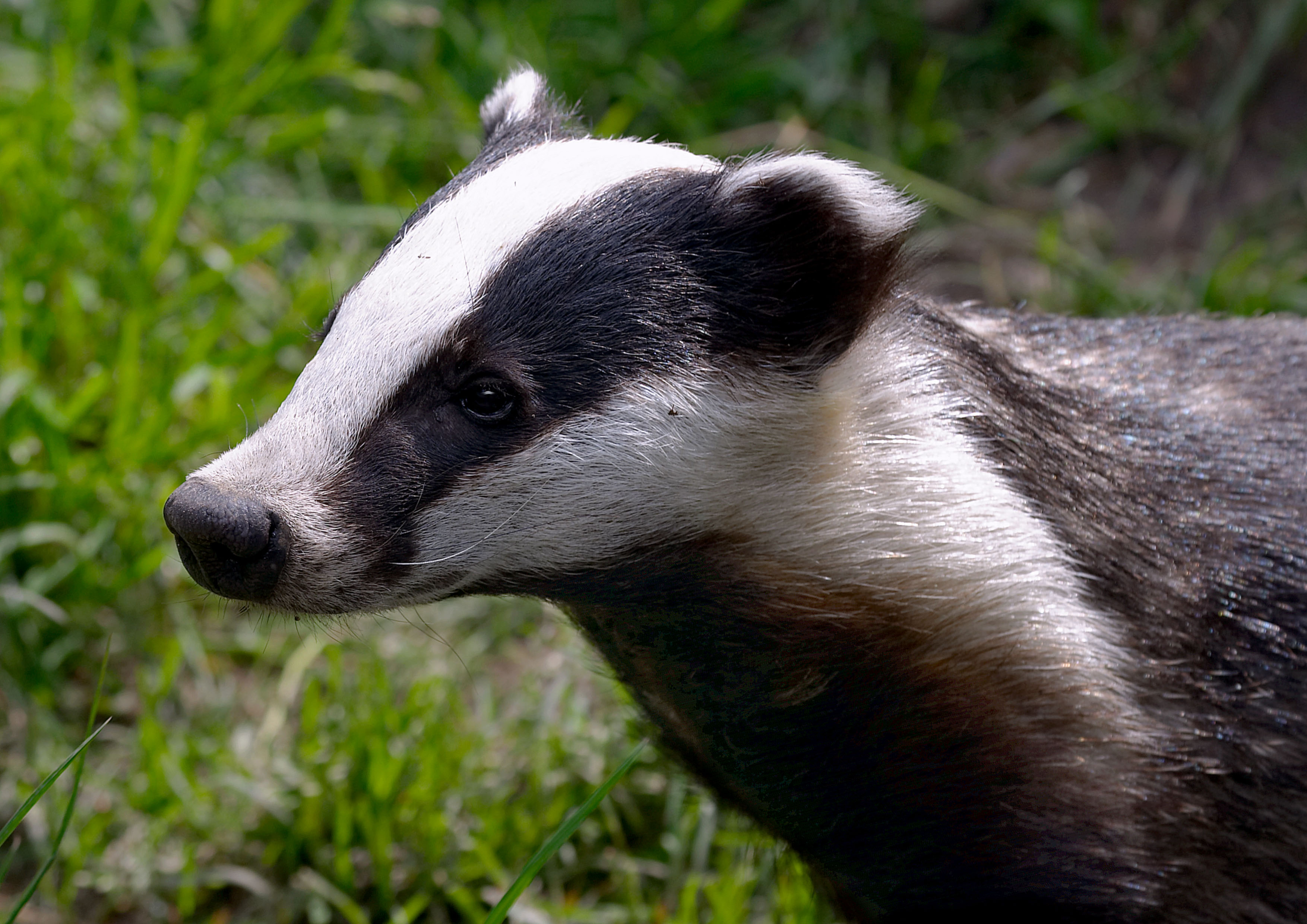 Cool Badger