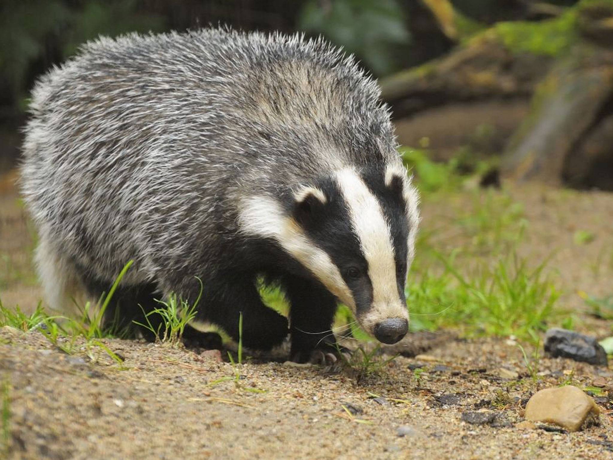 Pretty Badger