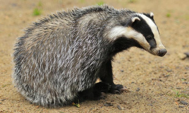 Cute Badger