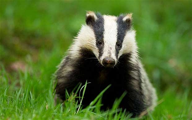 Wallpaper Badger