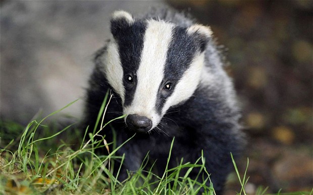 Photo Badger